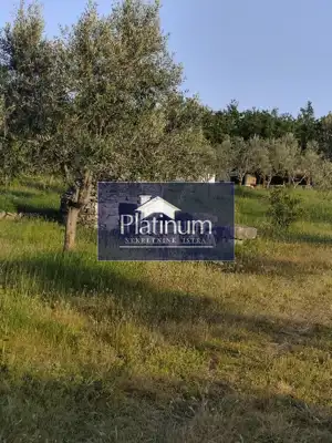 Istra, Golubovo wunderschöner Olivenhain zu verkaufen - 9