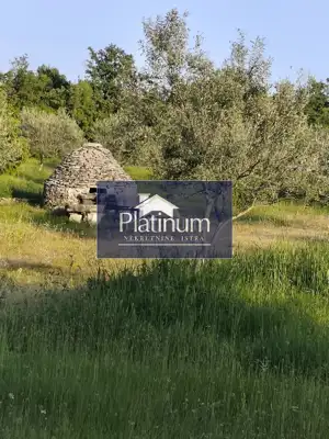 Istra, Golubovo wunderschöner Olivenhain zu verkaufen - 4