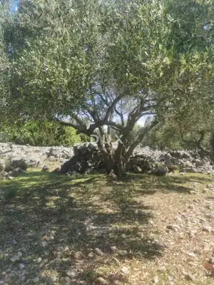 Maslinik, Krk - Meerblick und Košljun - 12