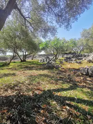 Maslinik, Krk - Meerblick und Košljun - 13