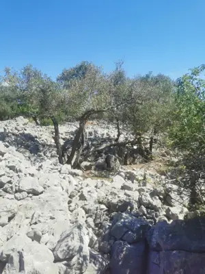 Maslinik, Krk - Meerblick und Košljun - 9
