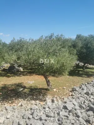 Maslinik, Krk - Meerblick und Košljun - 10