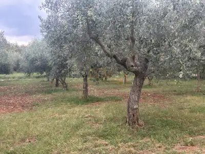 Maslinik, Rovinjsko Selo - 80 olive trees and neat access - 5