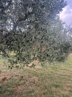 Maslinik, Rovinjsko Selo - 80 olive trees and neat access - 2