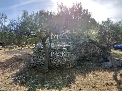 Škrip, Postira, 8273 m², uređeni maslinik, asfaltirana cesta, blizina - 5