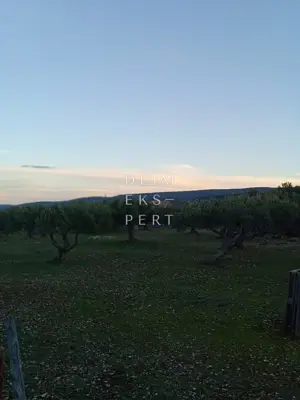 Škrip, Postira, 8273 m², uređeni maslinik, asfaltirana cesta, blizina - 7