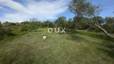 Agricultural land, Gornje Ražine - olives and figs - 4