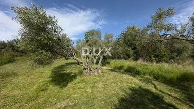 Agricultural land, Gornje Ražine - olives and figs - 3