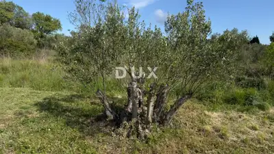 Agricultural land, Gornje Ražine - olives and figs - 6