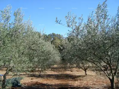 Olive grove 4,609 m², Valtura - neat access - 2
