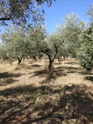 Maslinik 5.793 m², Busoler, Pula - infrastruktura uz parcelu - 3