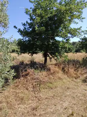 Maslinik 5.793 m², Busoler, Pula - infrastruktura uz parcelu - 2