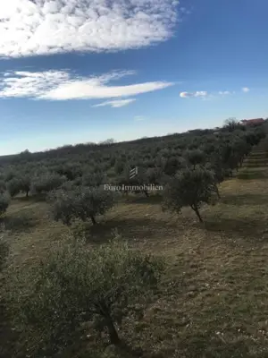Poljoprivredno zemljište 24.765 m², Benkovac - maslinik