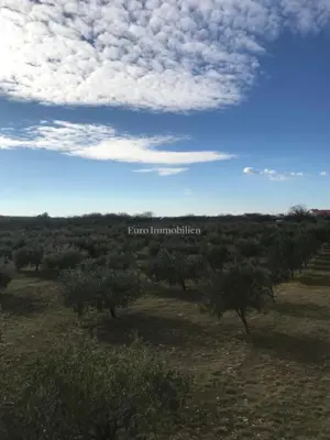 Poljoprivredno zemljište 24.765 m², Benkovac - maslinik - 3