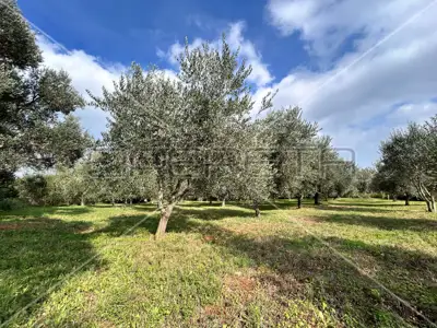 Poljoprivredno zemljište 2 039 m², Medulin - maslinik - 3