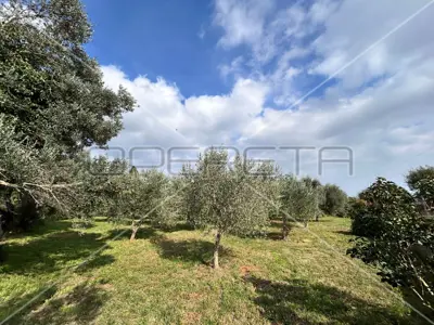 Poljoprivredno zemljište 2 039 m², Medulin - maslinik - 6