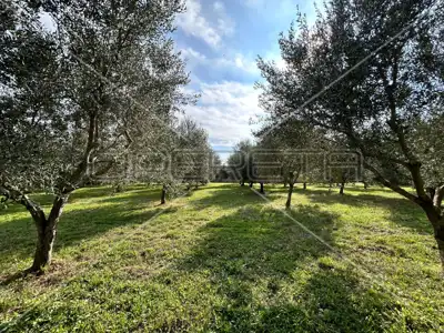 Poljoprivredno zemljište 2 039 m², Medulin - maslinik