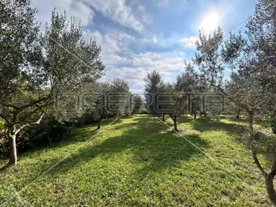 Poljoprivredno zemljište 2 039 m², Medulin - maslinik - 5