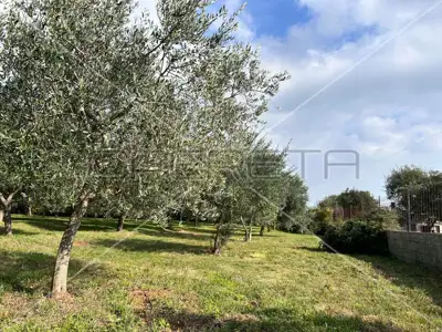 Poljoprivredno zemljište 2 039 m², Medulin - maslinik - 8