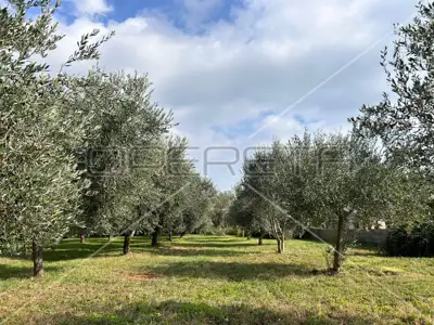 Poljoprivredno zemljište 2 039 m², Medulin - maslinik - 4
