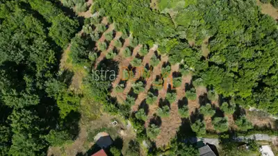 MALI VAREŠKI - Baugrundstück mit Olivenhain, 2.976 m² - 4