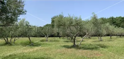 Zemljište 22.586 m², Kršete, Buje - projekt luksuzne kuće - 2