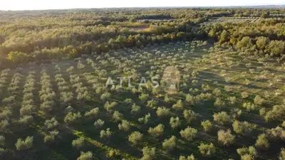 Višnjan | land - 3
