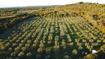 Višnjan | land