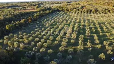 Višnjan | land - 2