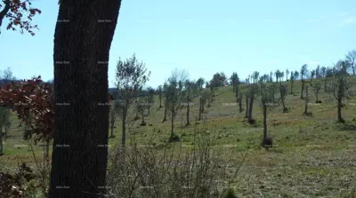 Momjan – prodaja građevinskog zemljišta na odličnoj lokaciji. - 2