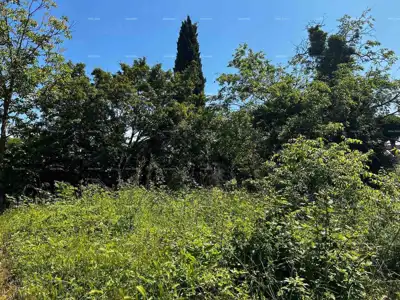 Kuća i staja, Barban, zemljište s voćkama i orasima - 3
